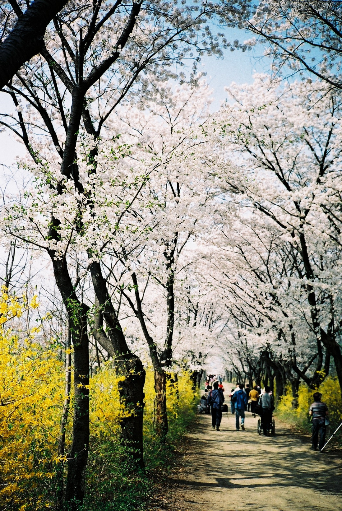 [Coffee] 봄,그리고 바람 Photo-Image