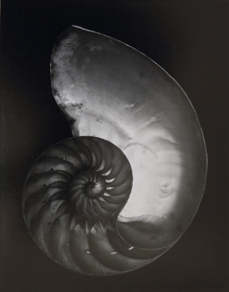 [Edward Weston] 주변 일상의 평범한 사물들을 예술로 승화 시킨,20세기 가장 위대한 사진가.에드워드 웨스턴 (1886–1958) Photo-Image