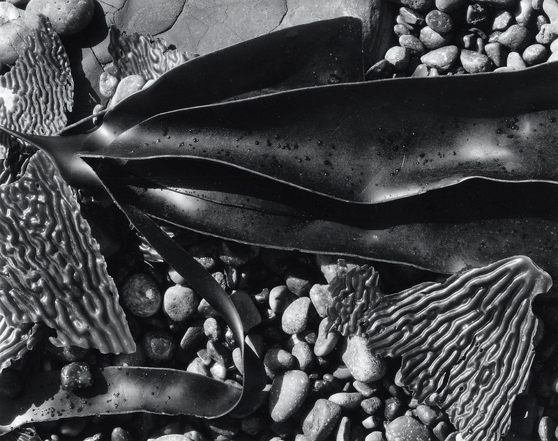 [Brett Weston,브렛 웨스턴] 풍경 추상 Photo-Image