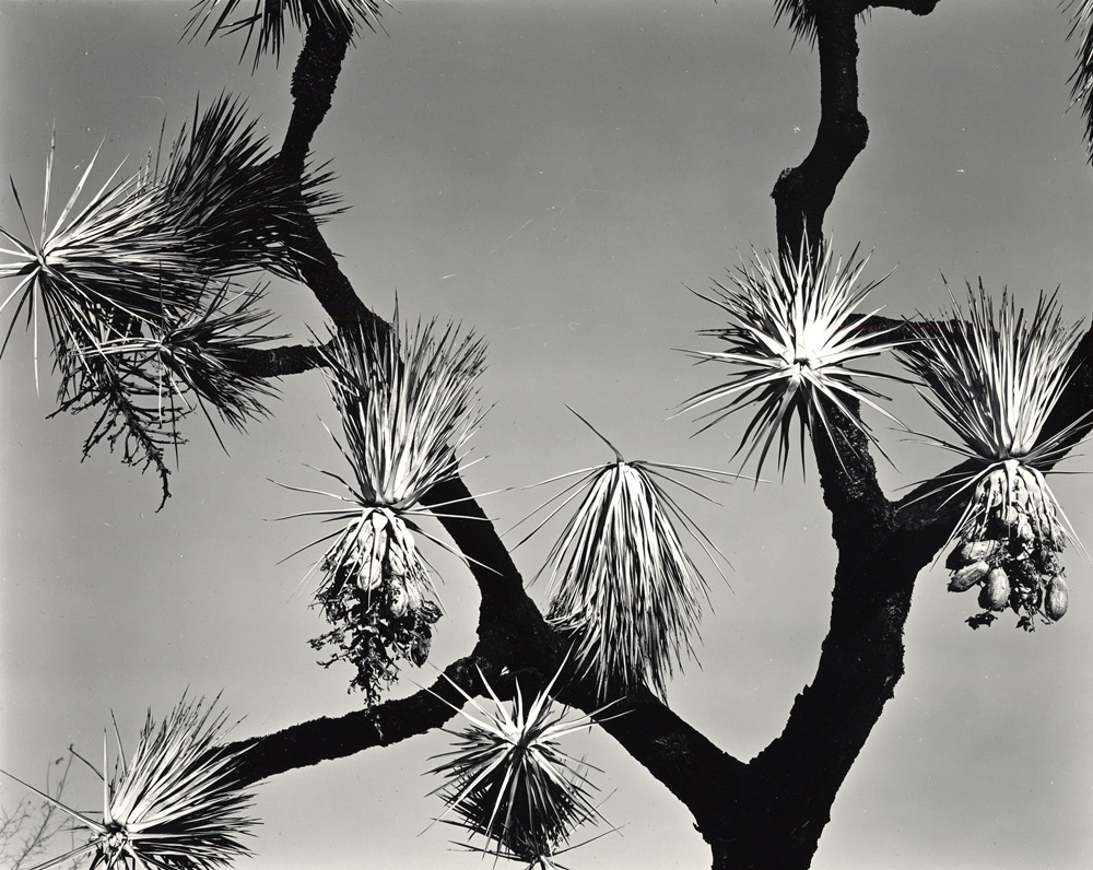 [Brett Weston,브렛 웨스턴] 풍경 추상 Photo-Image