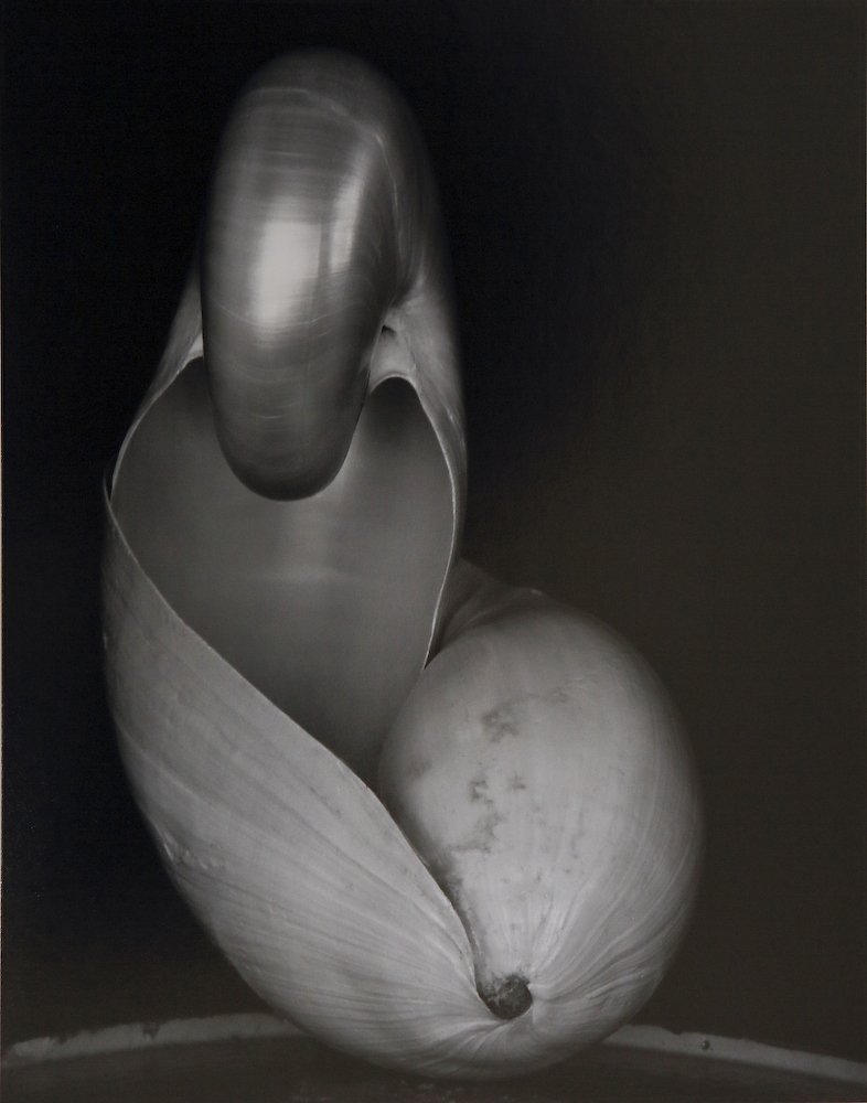 [Edward Weston] 주변 일상의 평범한 사물들을 예술로 승화 시킨,20세기 가장 위대한 사진가.에드워드 웨스턴 (1886–1958) Photo-Image