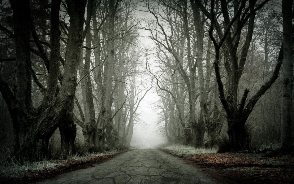 Tree-Road,Beautiful Landscape 500 Photo-Image