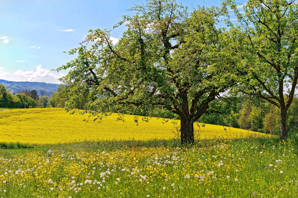 Tree,Beautiful Landscape 500 Photo-Image