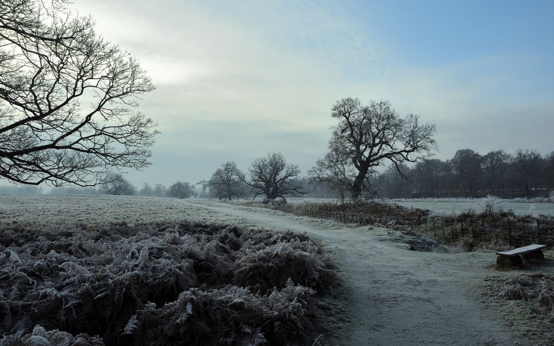 Tree-Road,Beautiful Landscape 500 Photo-Image
