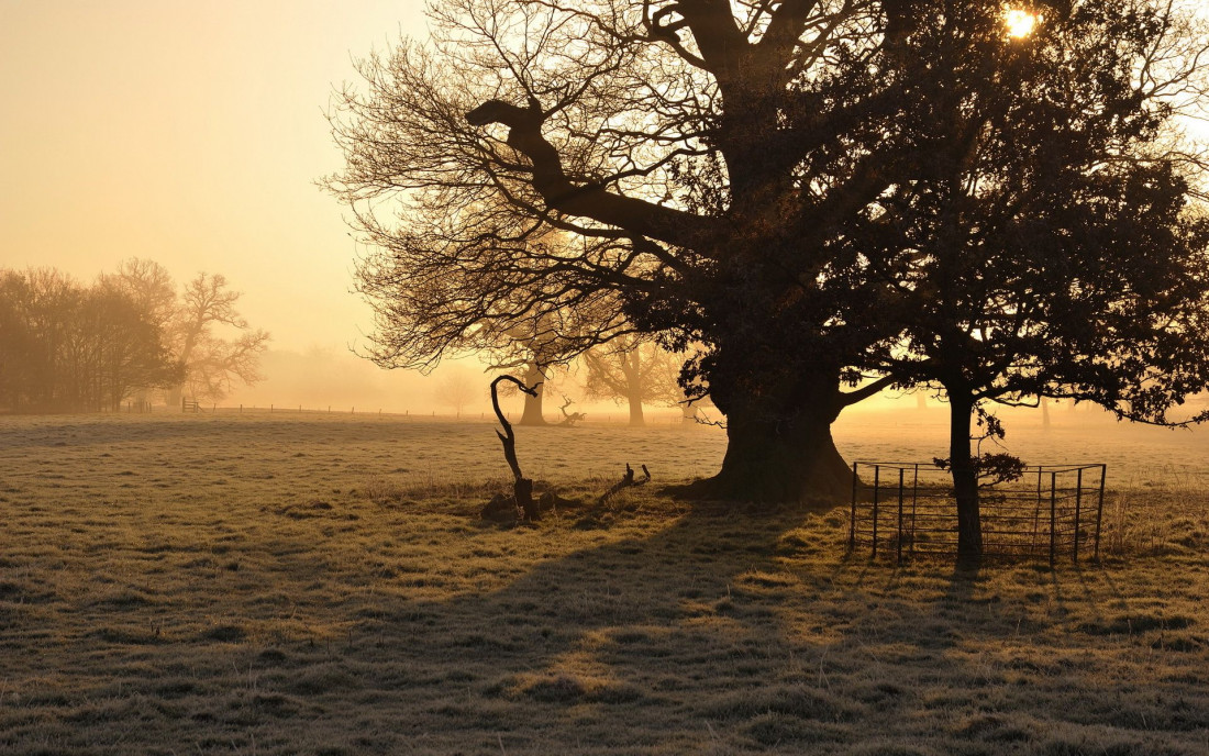 Tree,Beautiful Landscape 500 Photo-Image