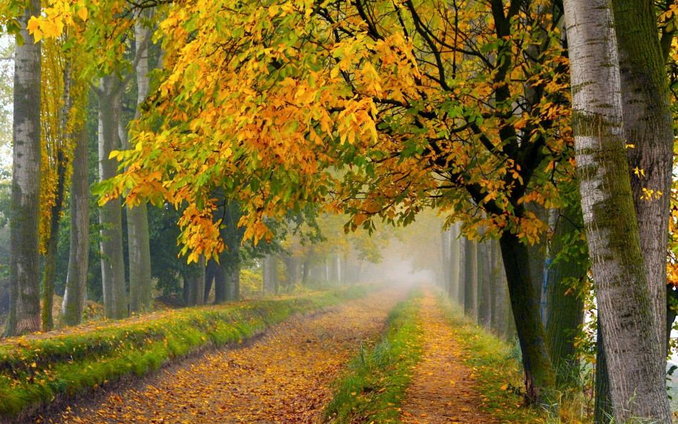 Tree-Road,Beautiful Landscape 500 Photo-Image