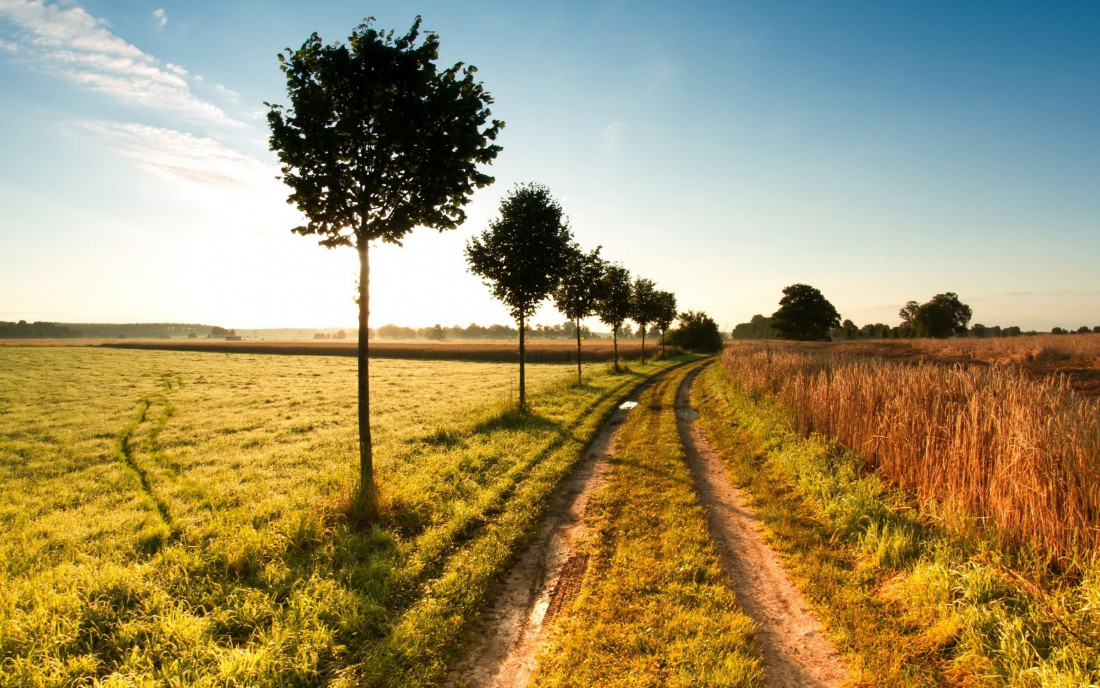 Tree-Road,Beautiful Landscape 500 Photo-Image