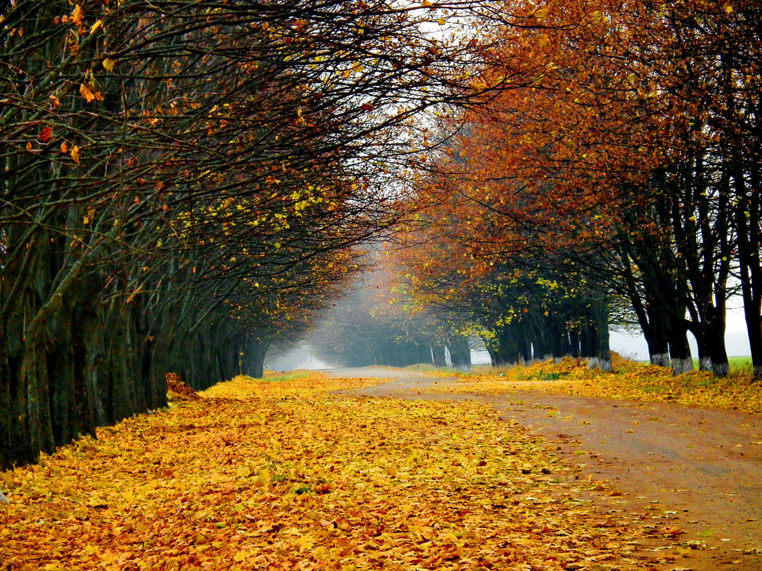 Tree-Road,Beautiful Landscape 500 Photo-Image