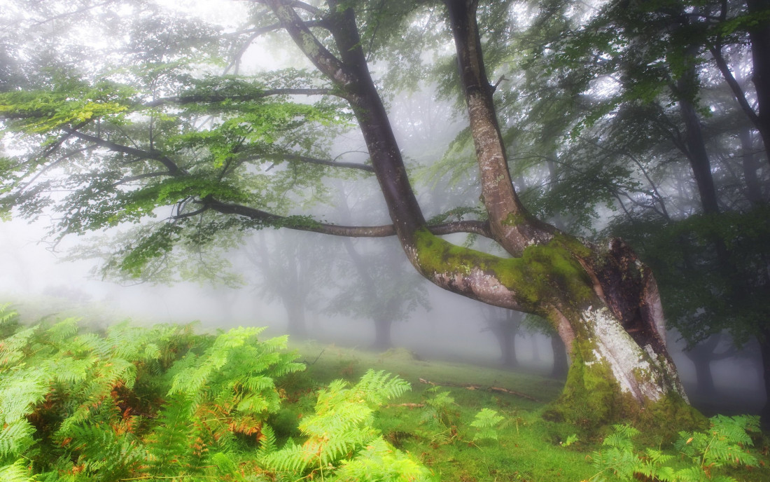 Tree,Beautiful Landscape 500 Photo-Image