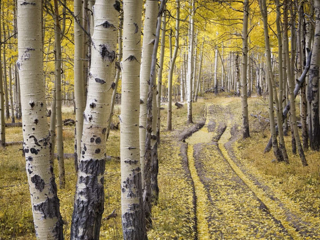 Tree-Road,Beautiful Landscape 500 Photo-Image