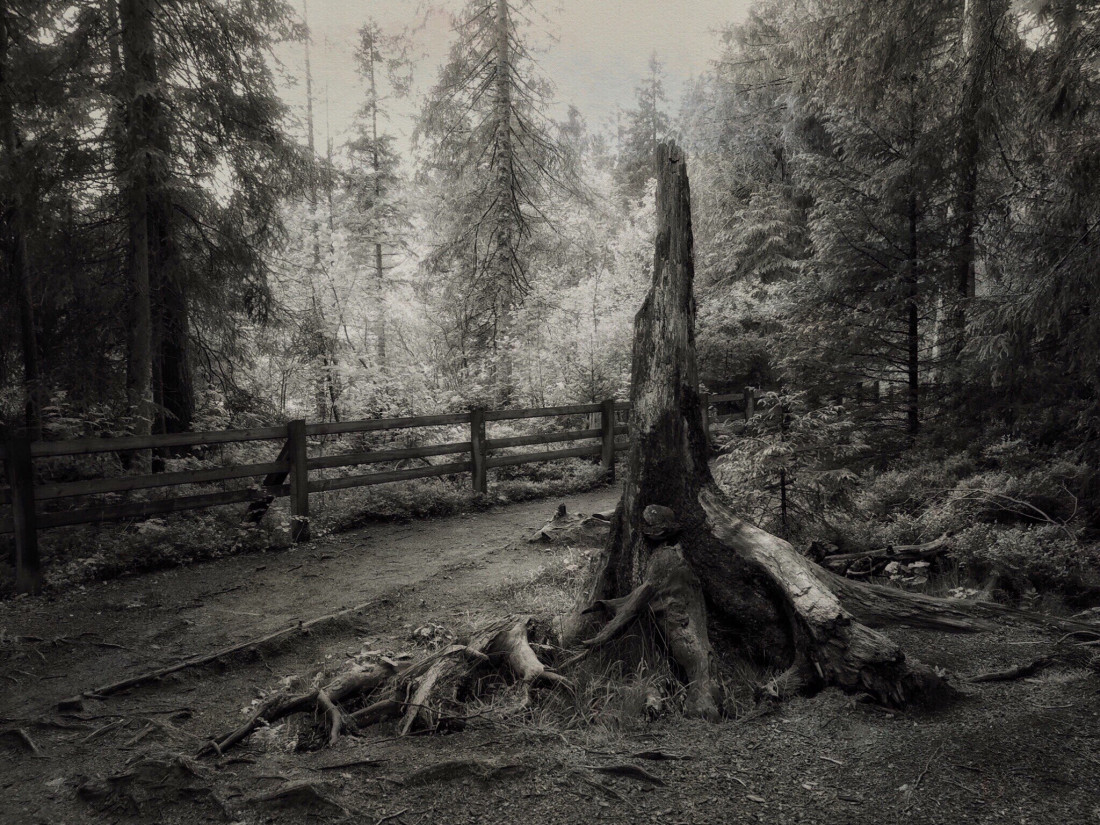 Eva Arendt Photo-Image