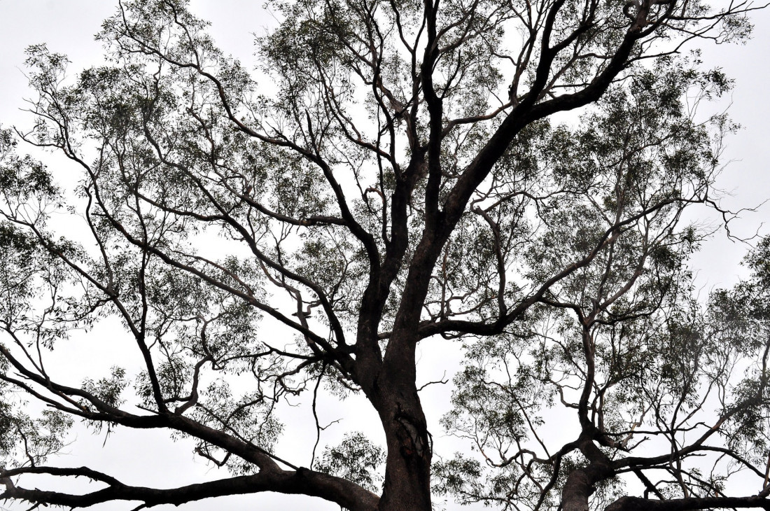 Flicker Image 3 Photo-Image