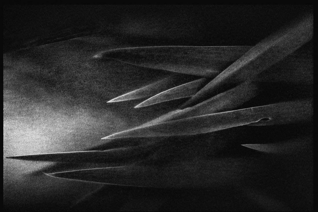 Under The Sign Of The White Rose Photo-Image