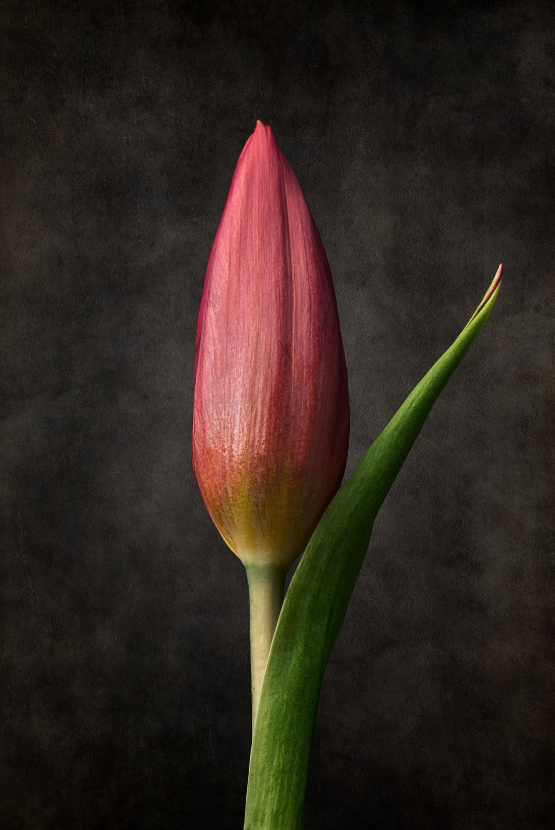 Sara Ghedina 2 Photo-Image