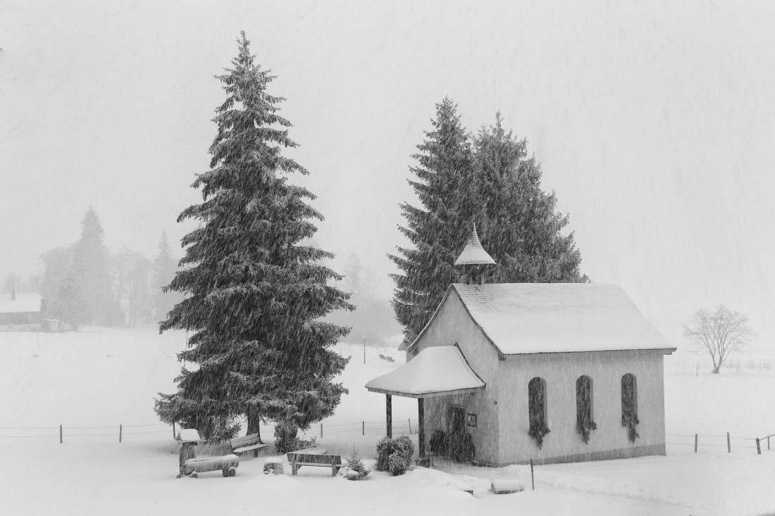Under The Sign Of The White Rose Photo-Image