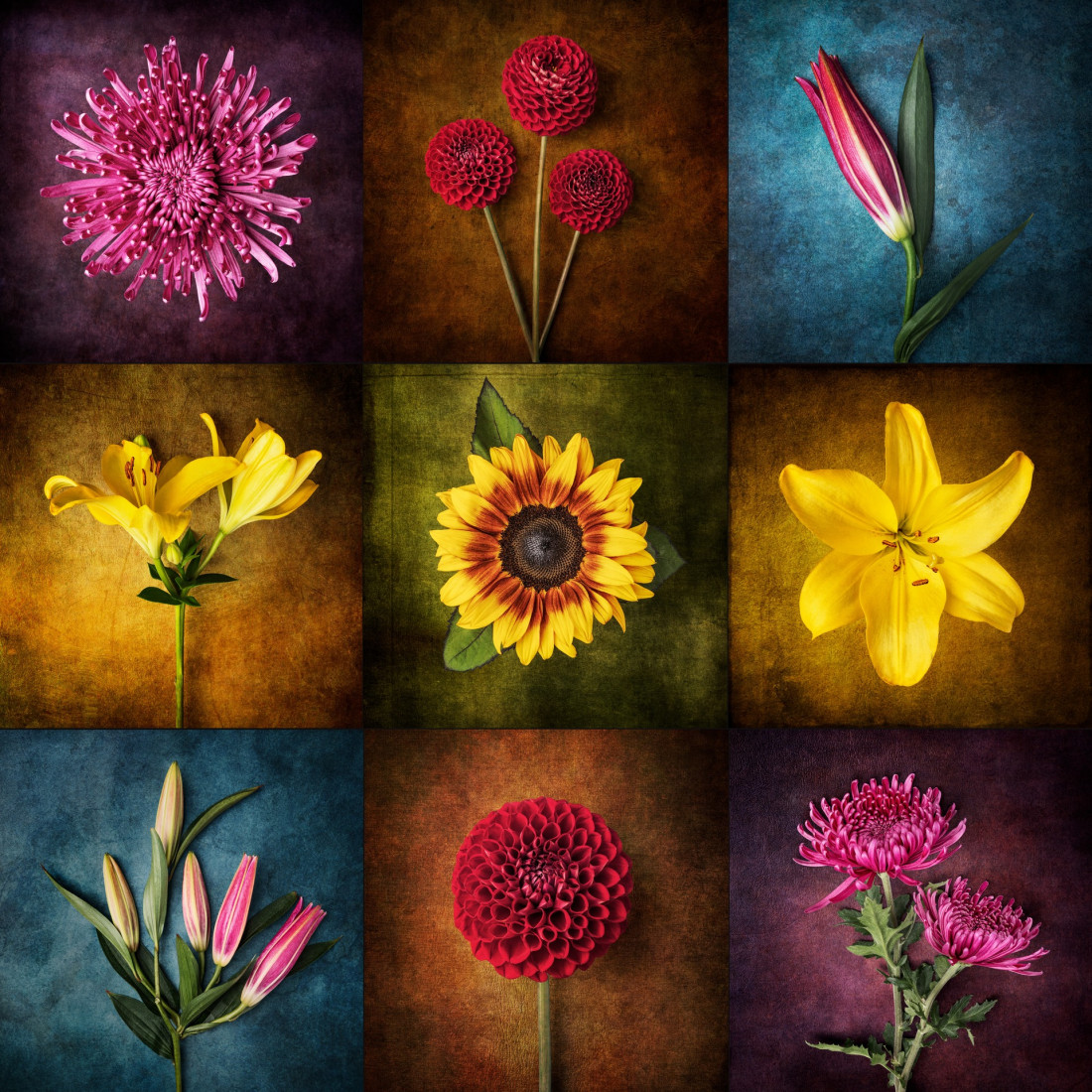 Sara Ghedina 2 Photo-Image