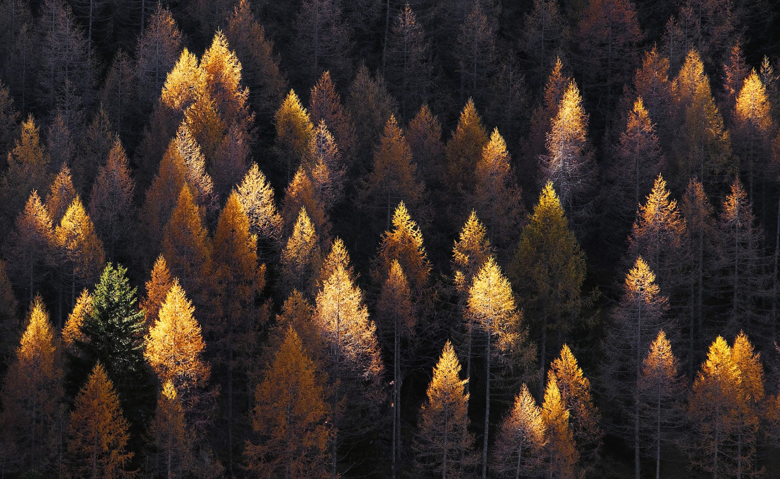 Alex Polli Photo-Image