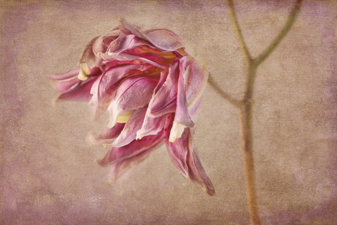 Sara Ghedina 2 Photo-Image