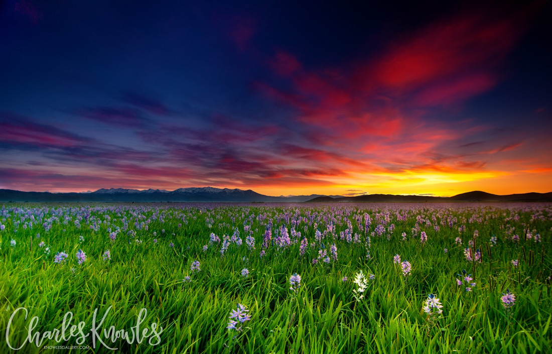 Flicker Image 4 Photo-Image