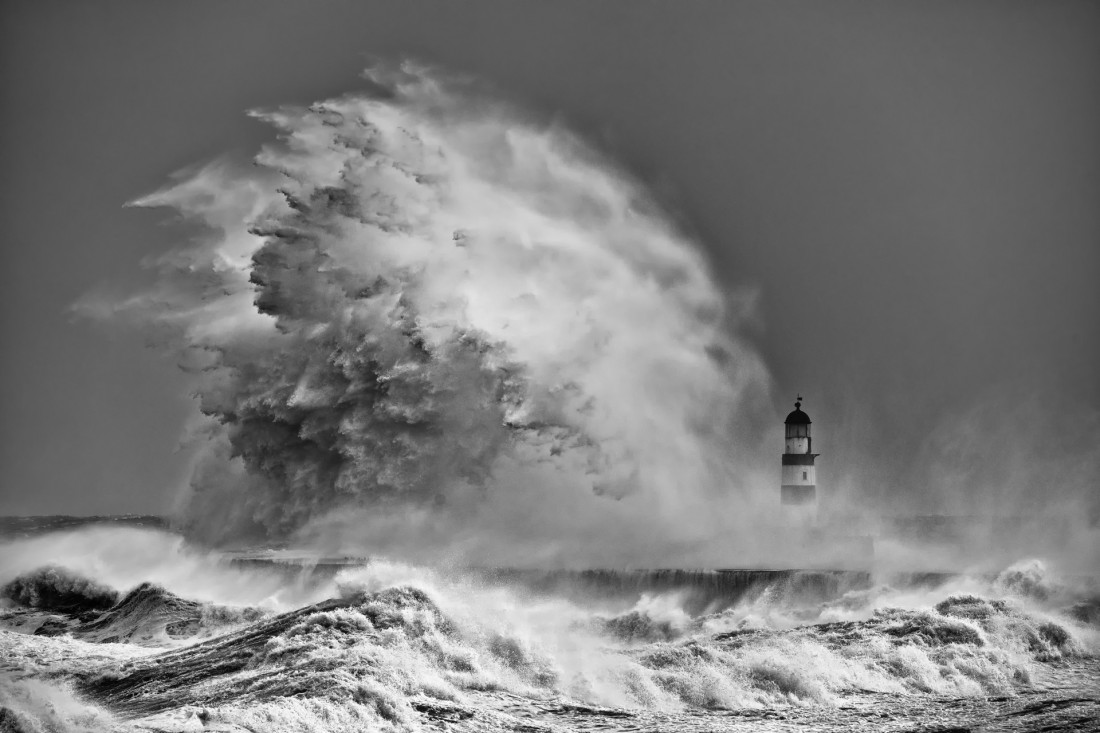Under The Sign Of The White Rose Photo-Image