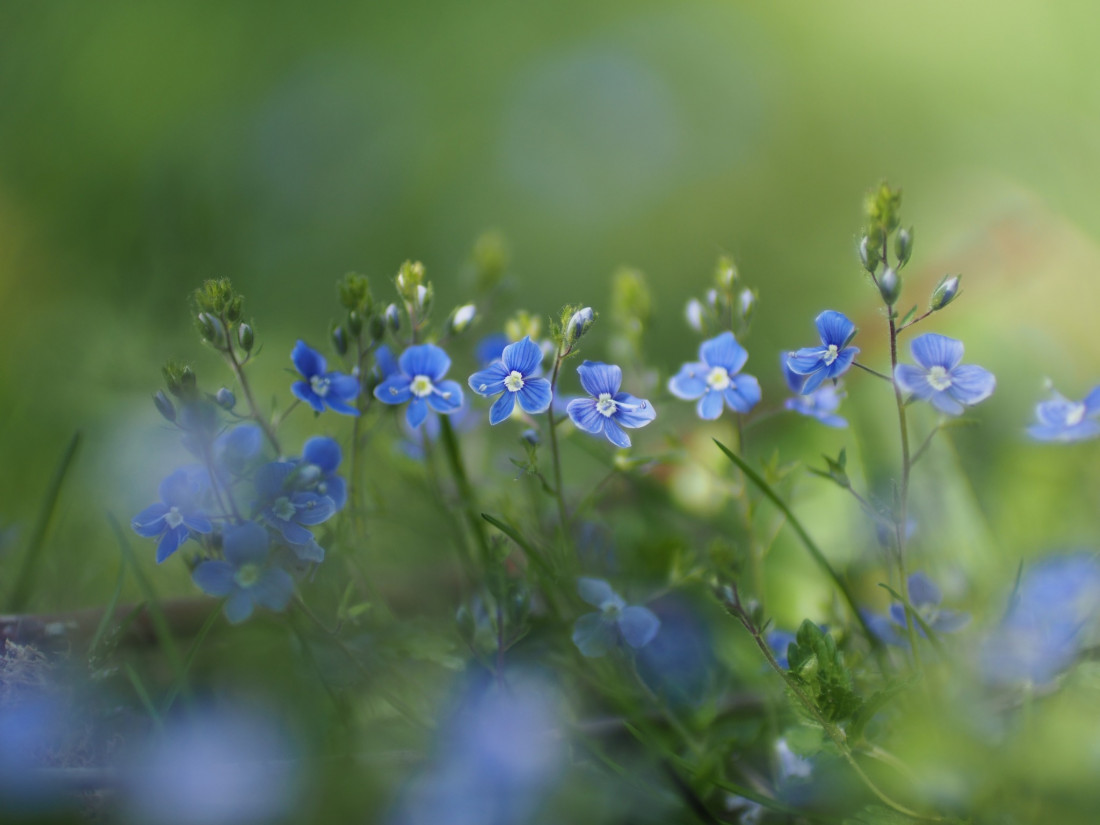 Niko Lohmann Photo-Image