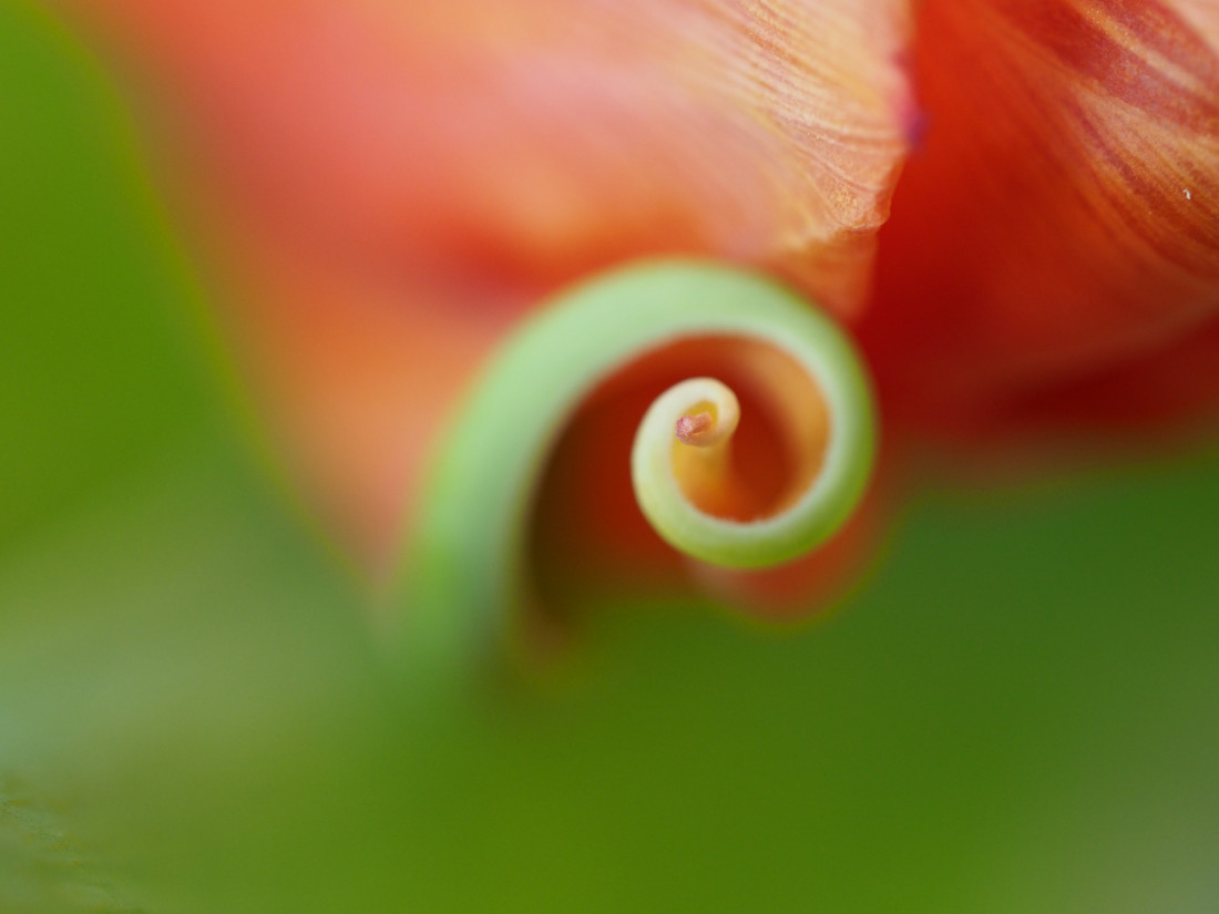 Niko Lohmann Photo-Image