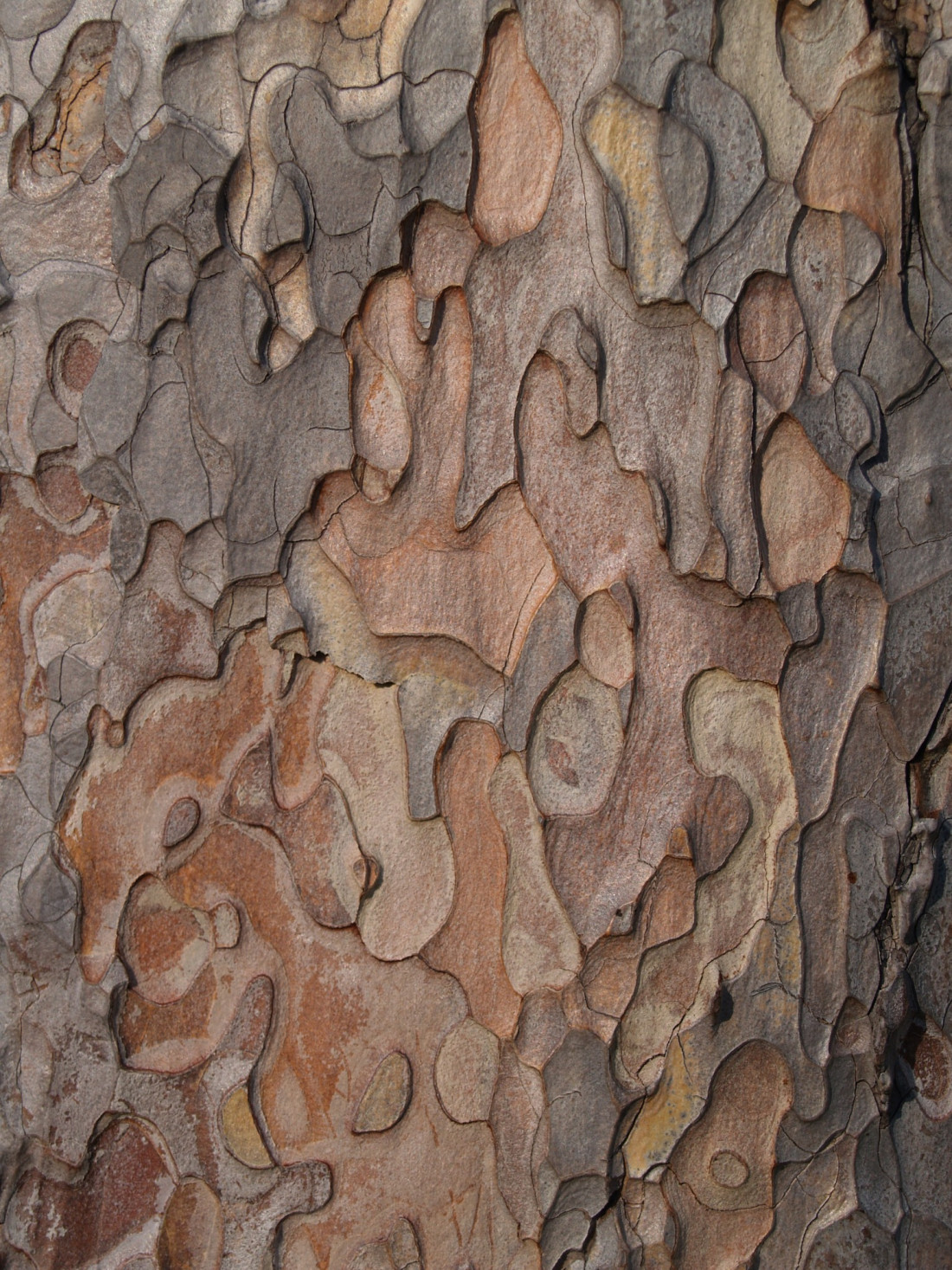 Niko Lohmann Photo-Image