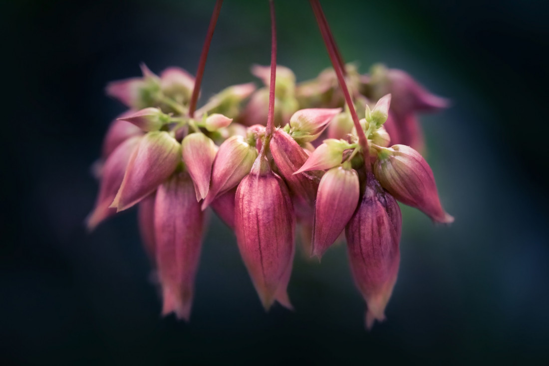 Sara Ghedina 2 Photo-Image