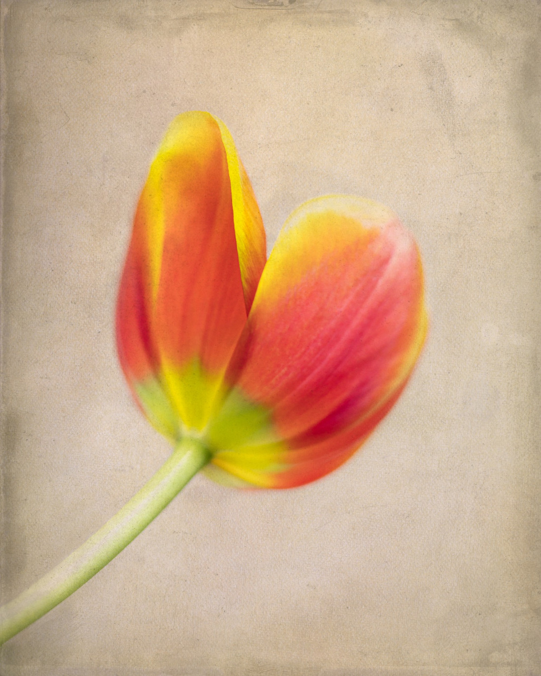 Sara Ghedina 2 Photo-Image