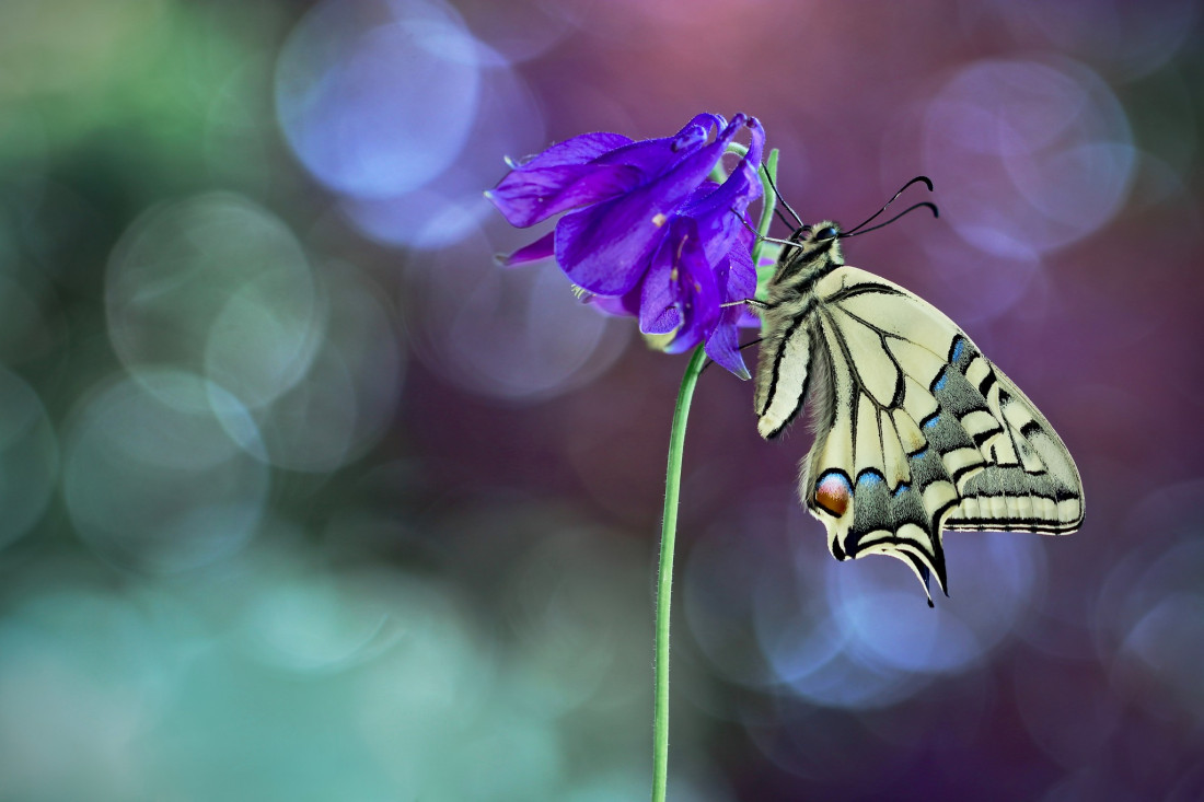 Sylvia Furrer 2 Photo-Image