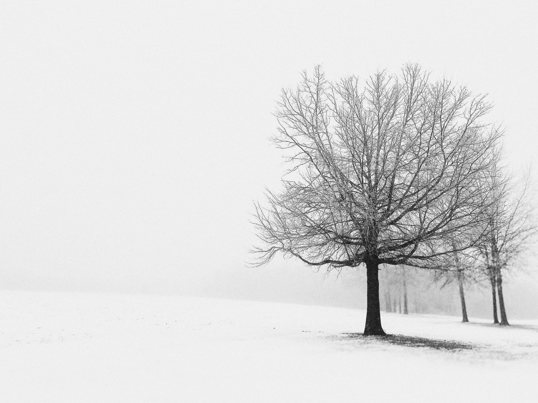 Flicker Image 4 Photo-Image