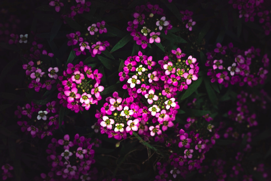 Sara Ghedina 2 Photo-Image