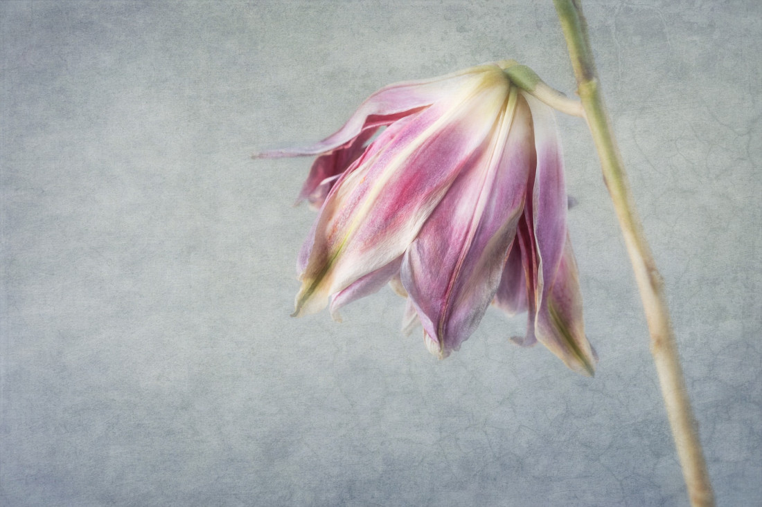 Sara Ghedina 2 Photo-Image