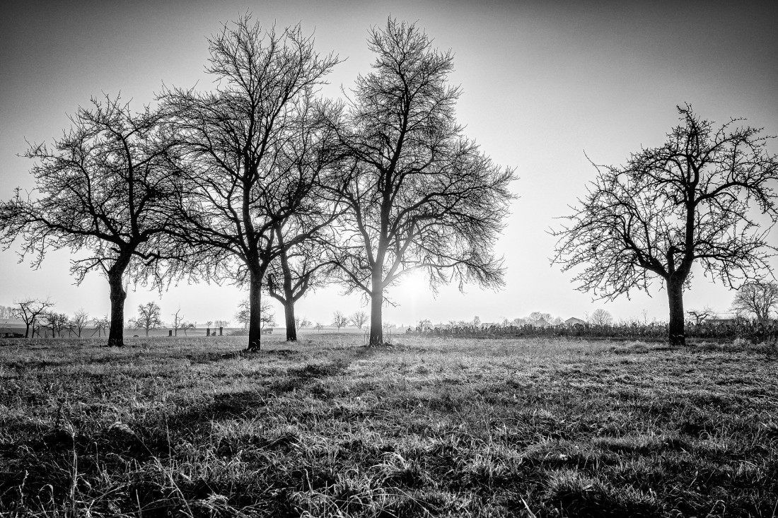 Flicker Image 3 Photo-Image