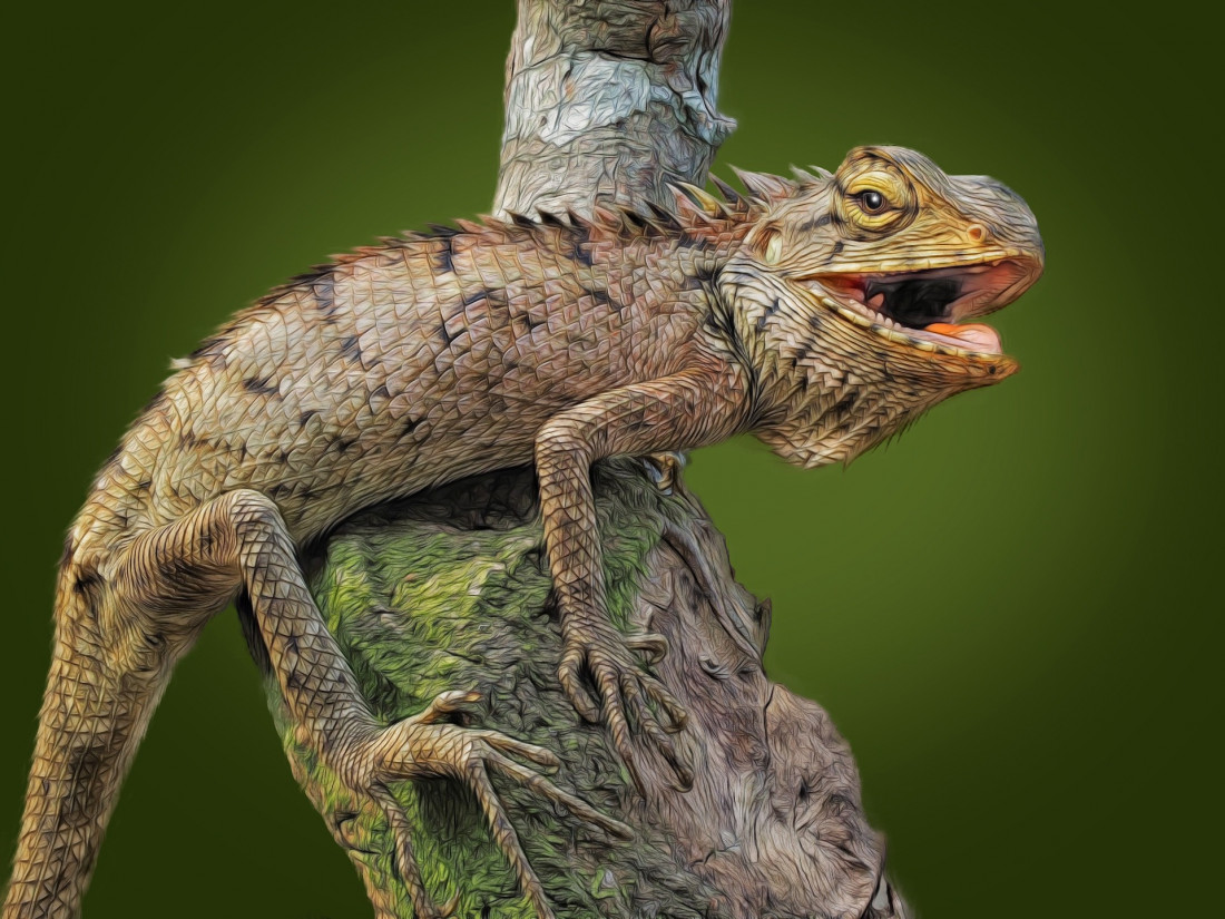 Flickr Image 1 Photo-Image