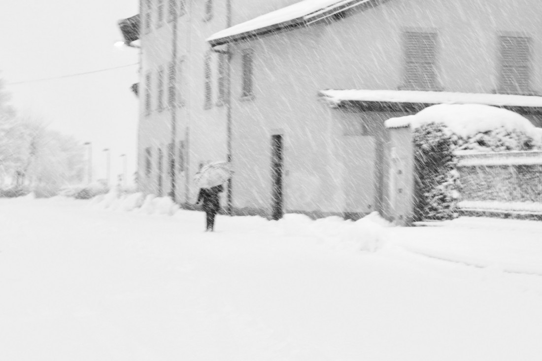 Under The Sign Of The White Rose Photo-Image