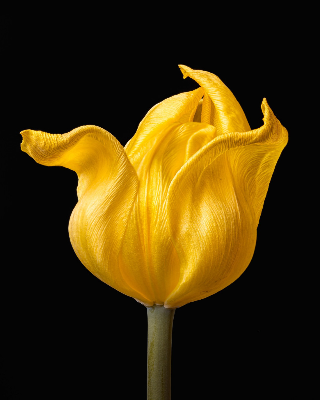 Sara Ghedina 2 Photo-Image