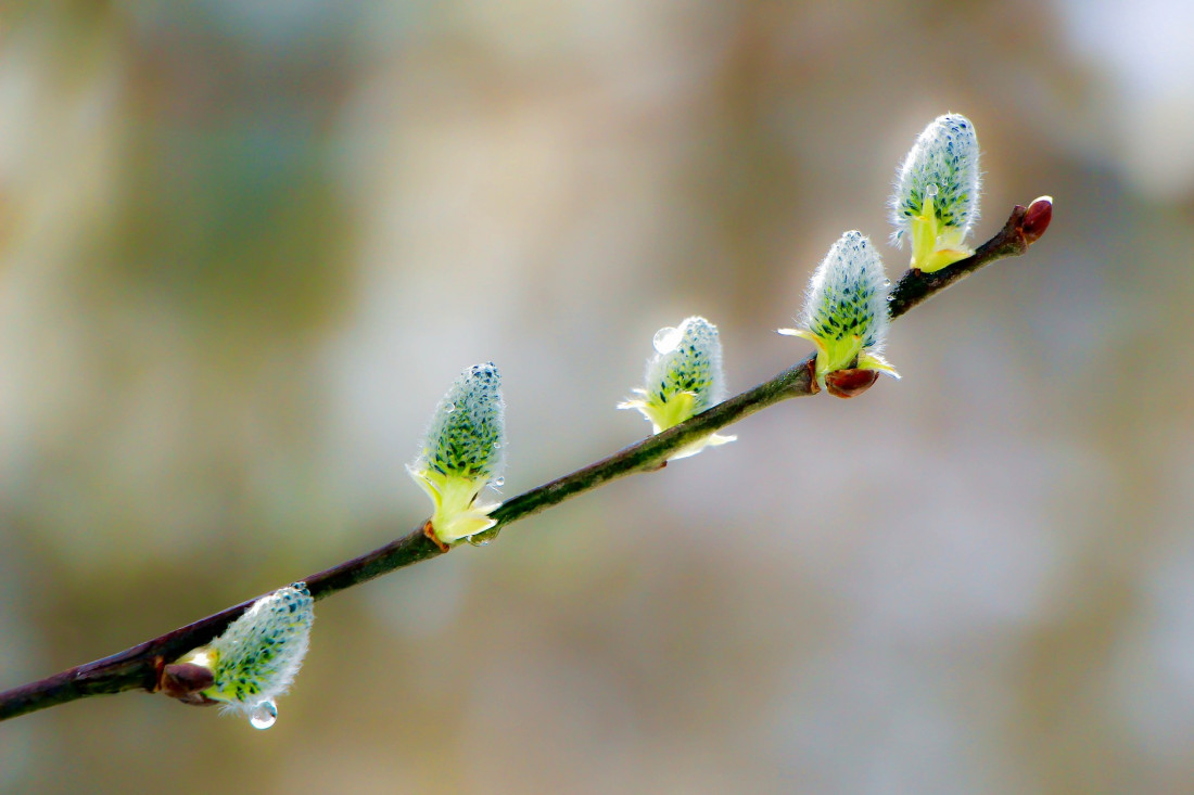 Sylvia Furrer Photo-Image