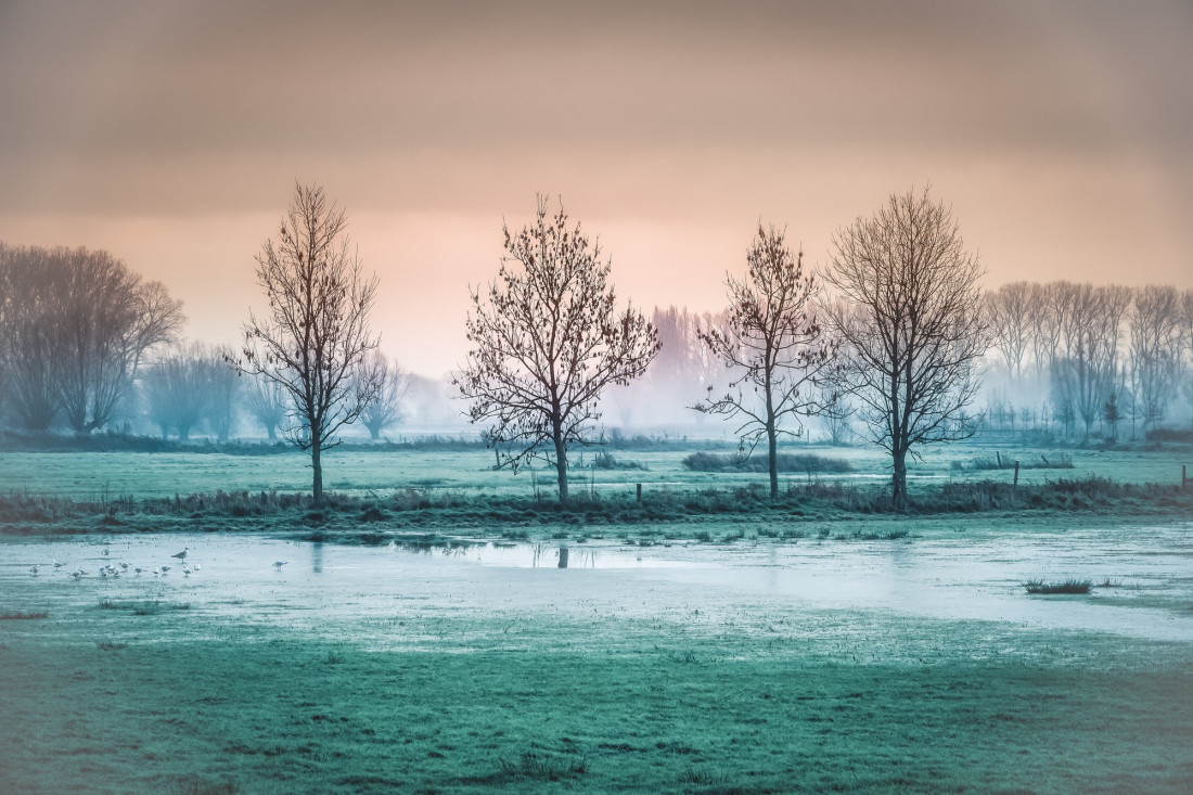 Flicker Image 3 Photo-Image