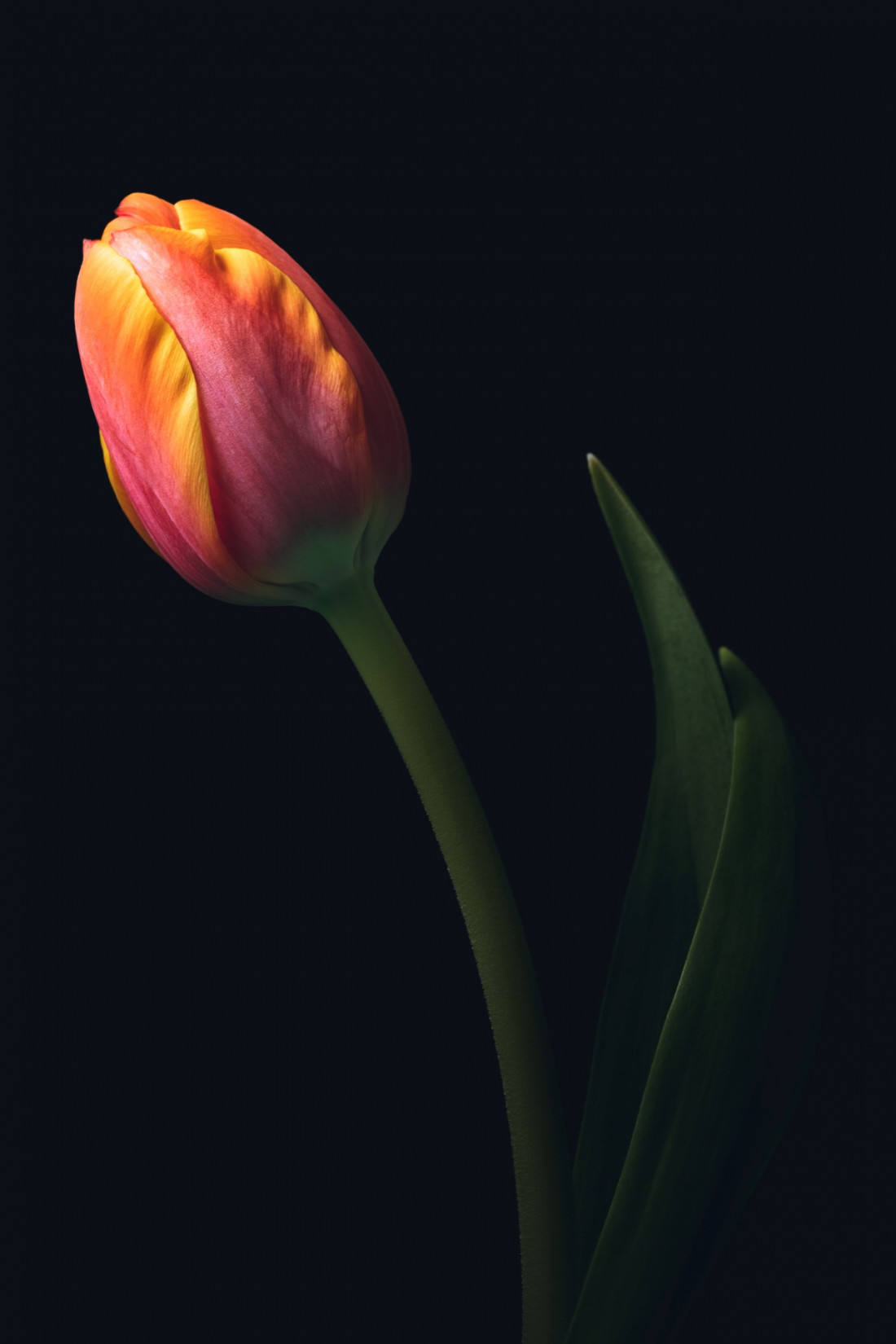 Sara Ghedina 2 Photo-Image