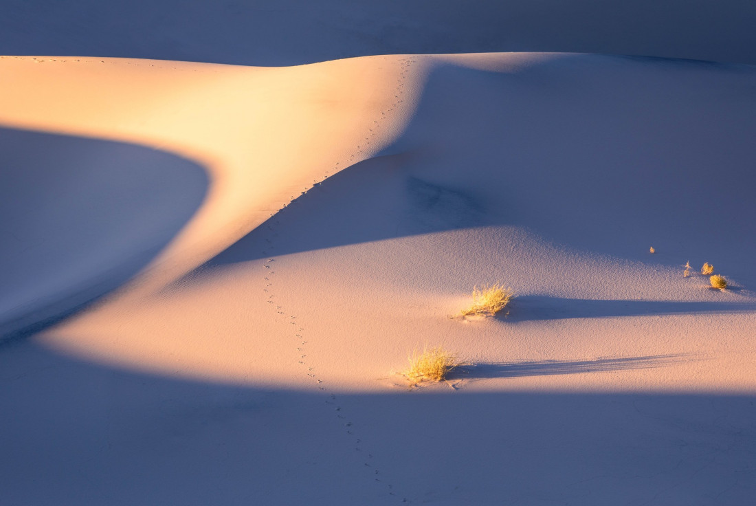 optimalfocusphotography Photo-Image