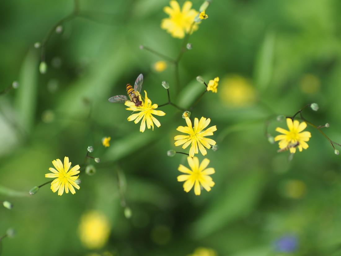 Niko Lohmann Photo-Image