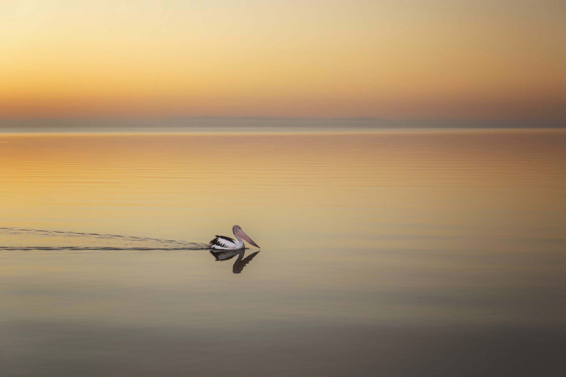 Neil Edwards Photo-Image