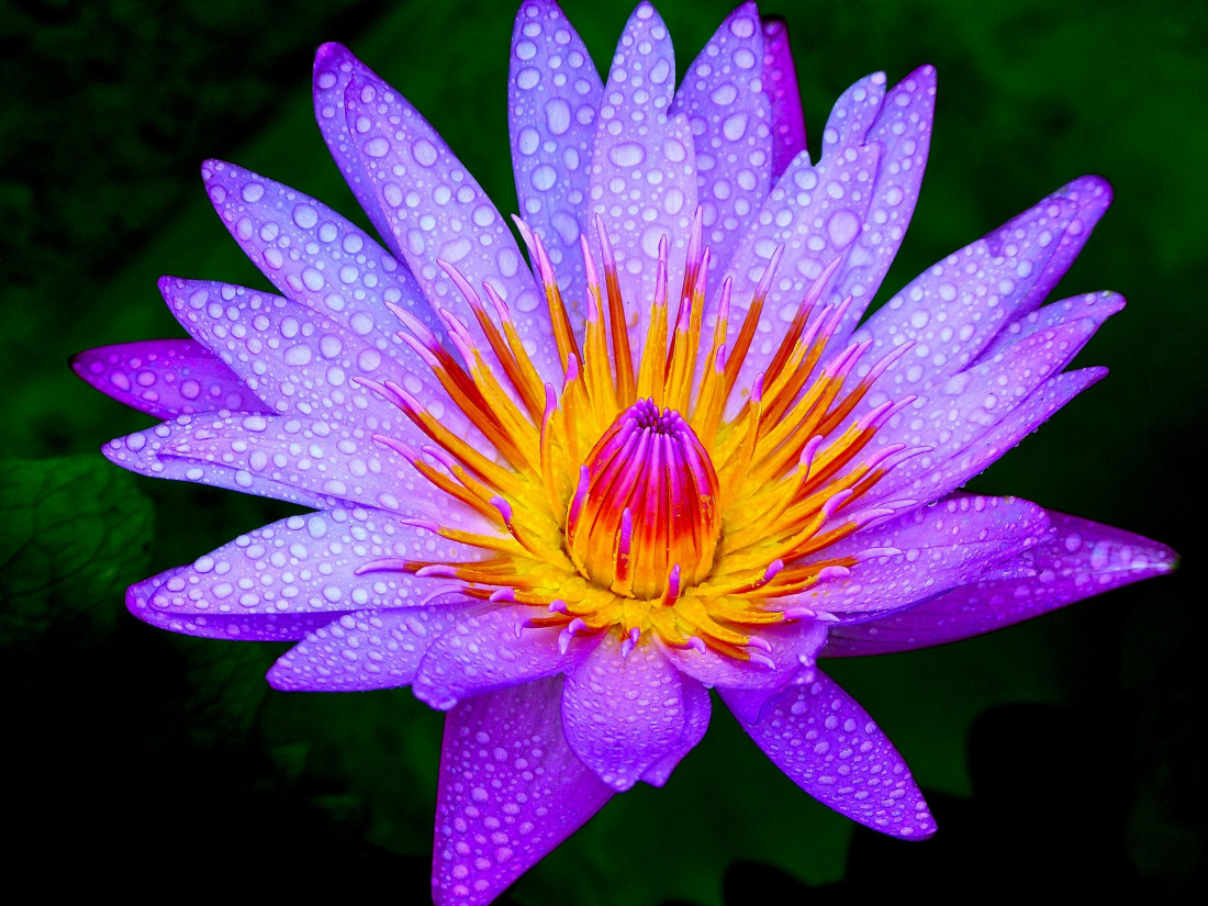 Sylvia Furrer Photo-Image