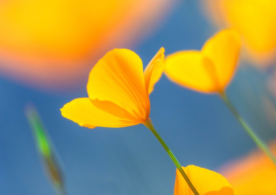 optimalfocusphotography Photo-Image