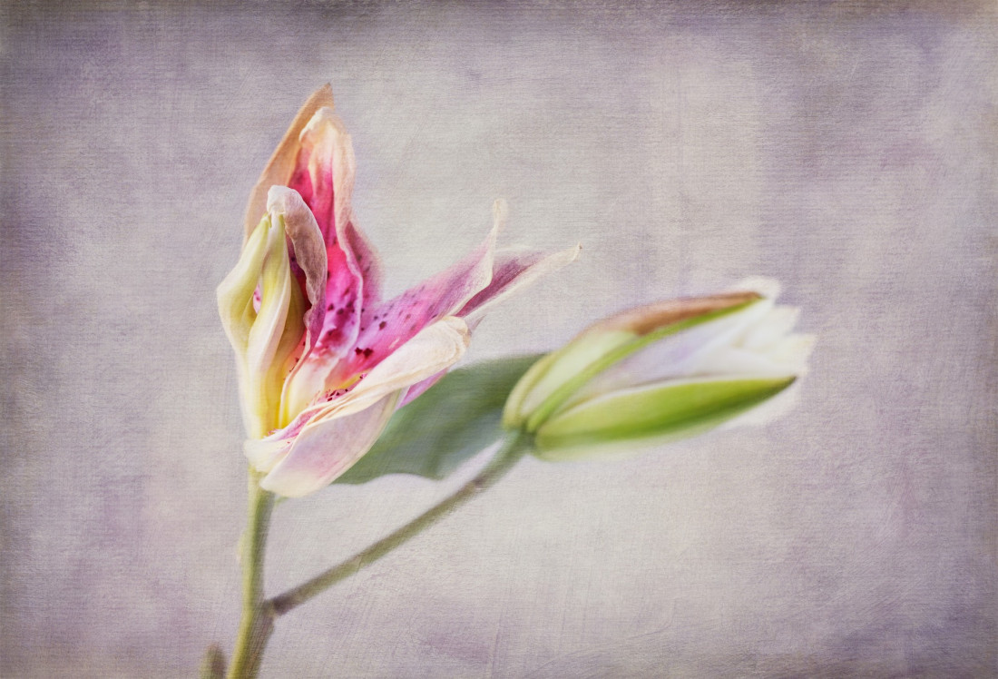 Sara Ghedina 2 Photo-Image