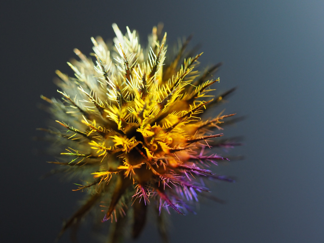 Niko Lohmann Photo-Image