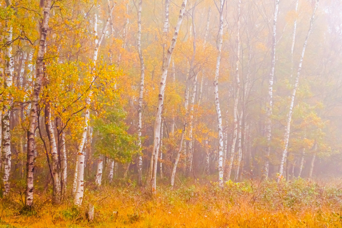 Flicker Image 3 Photo-Image