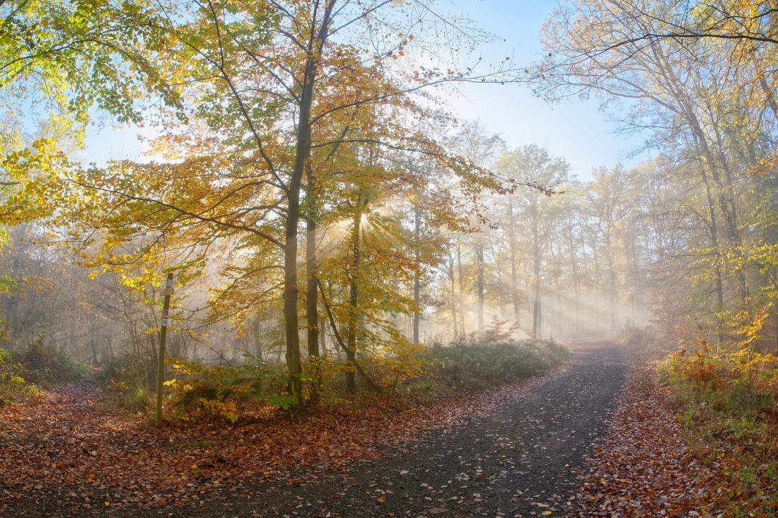 Flickr Image 1 Photo-Image