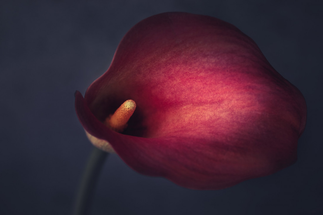 Sara Ghedina 2 Photo-Image